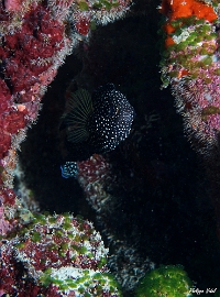 Maldives 2021 - Comete - Comet - Calloplesiops altivelis - DSC00245_rc